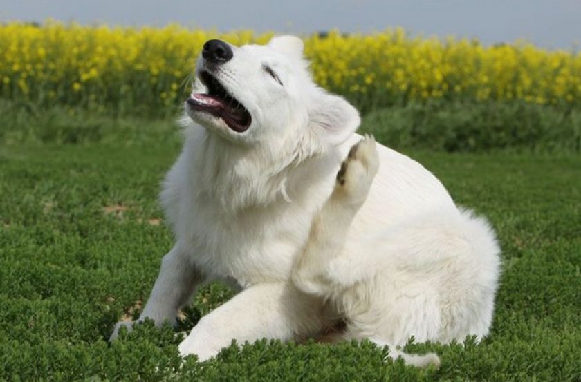 Показания к применению