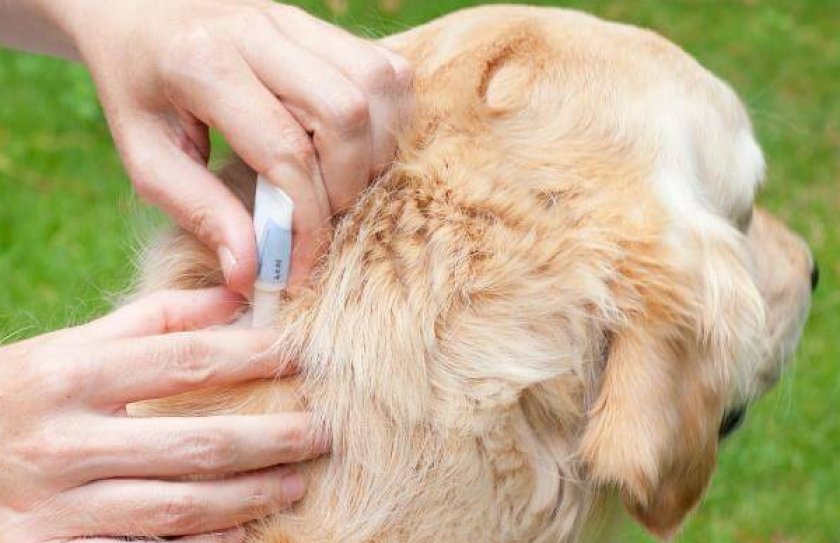 Способ применения и дозы