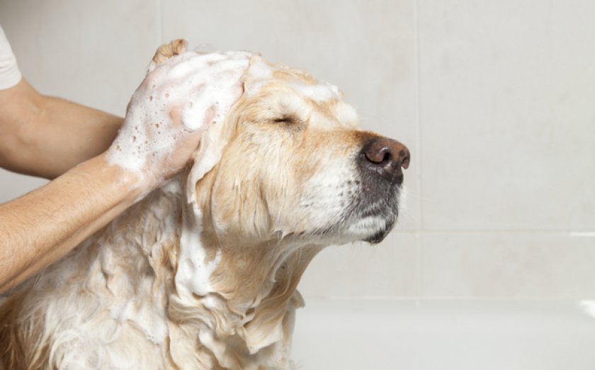 Меры предосторожности и правила гигиены