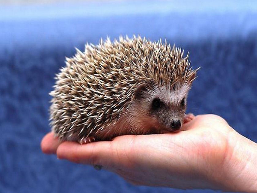 Карликовый домашний еж Карликовый домашний еж