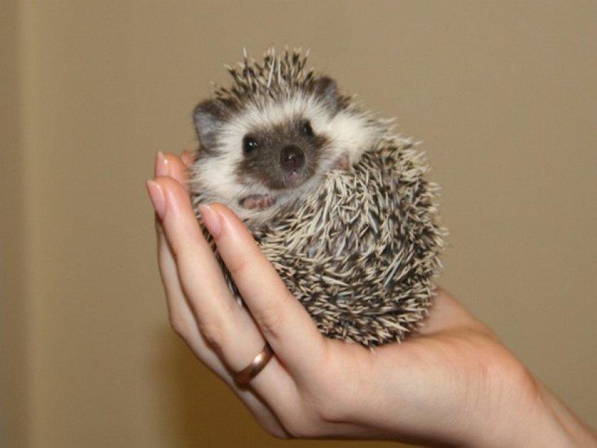 Африканский карликовый ежик