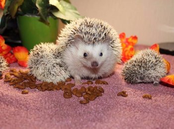 Особенности содержания и ухода за африканским ежиком