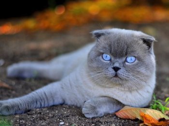 Какие бывают и как лечить паразитов у кошек