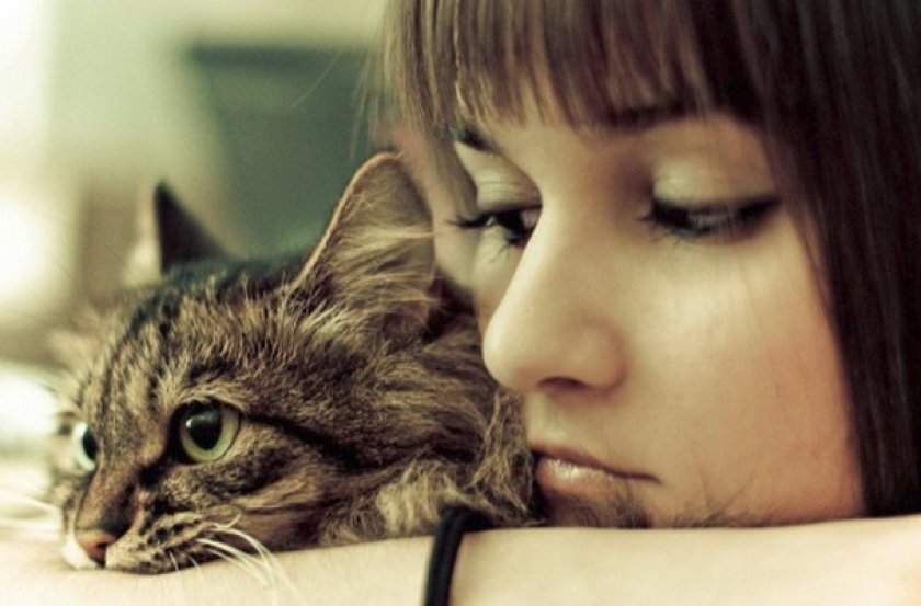 Паразиты у кошки