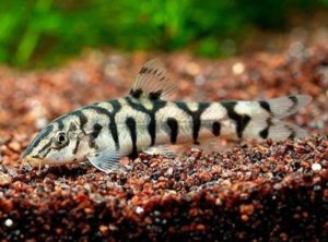 боция мраморная