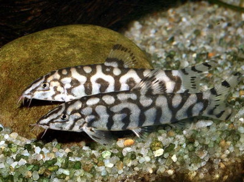 боция мраморная