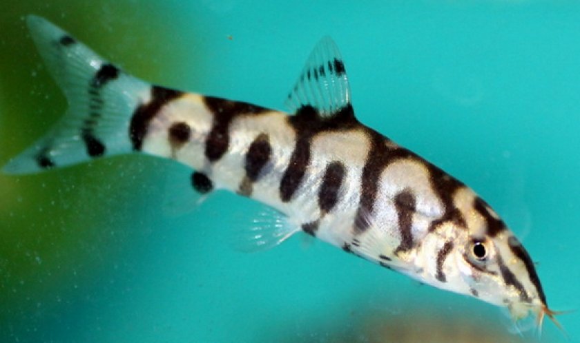 боция мраморная