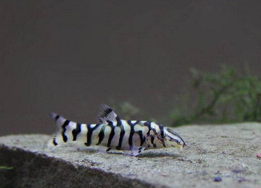 боция мраморная