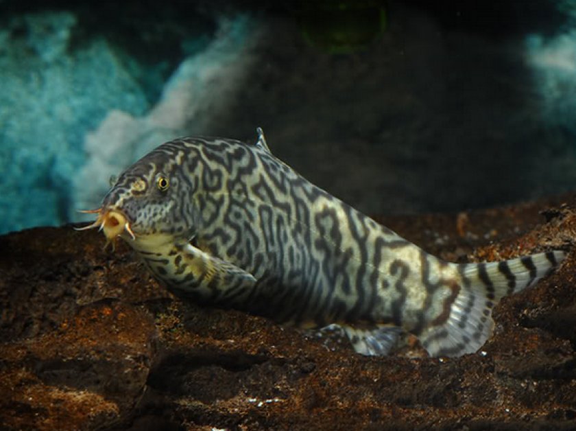 боция мраморная