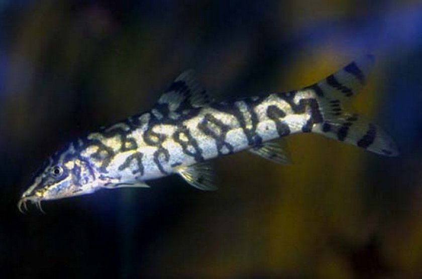 боция мраморная