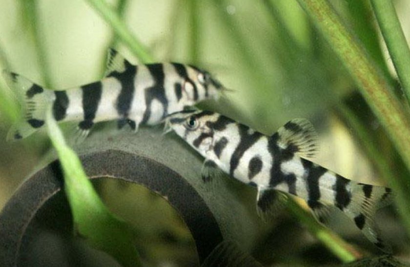 боция мраморная