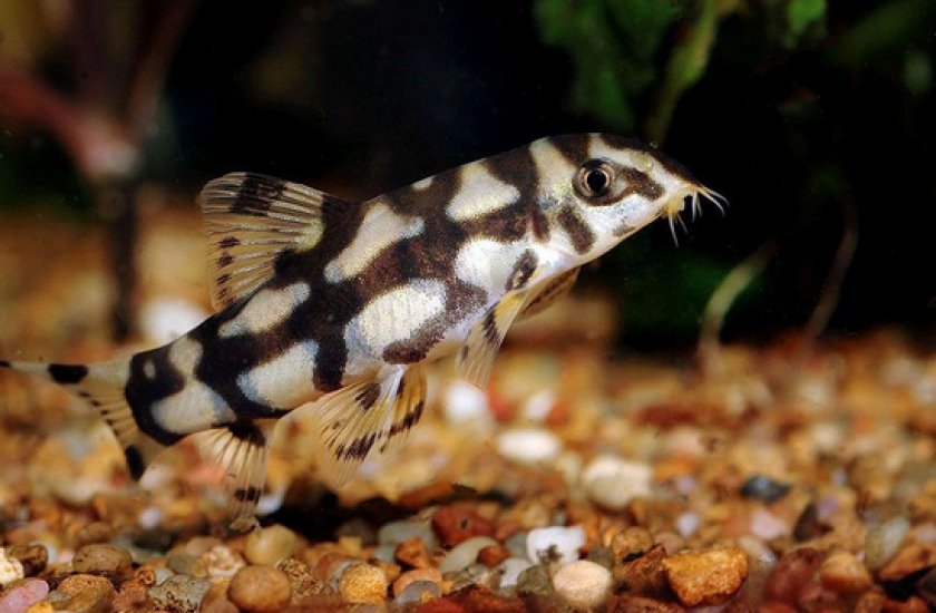 боция мраморная