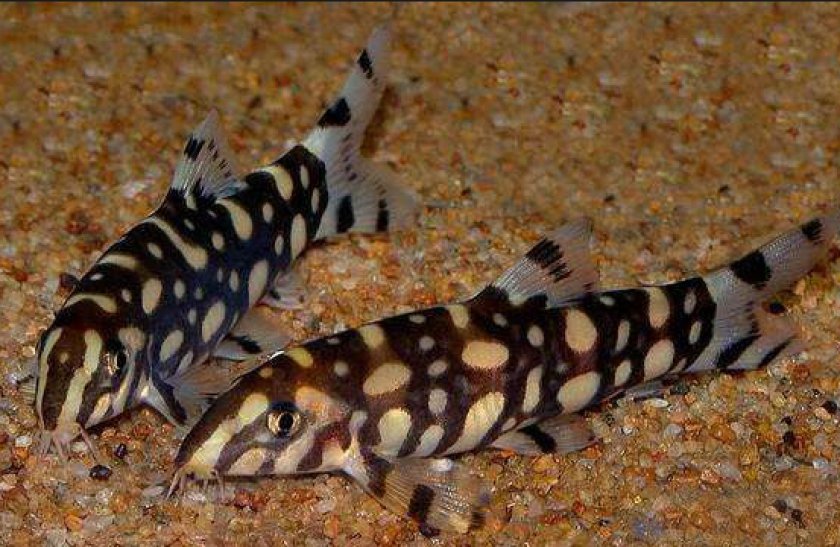 боция мраморная