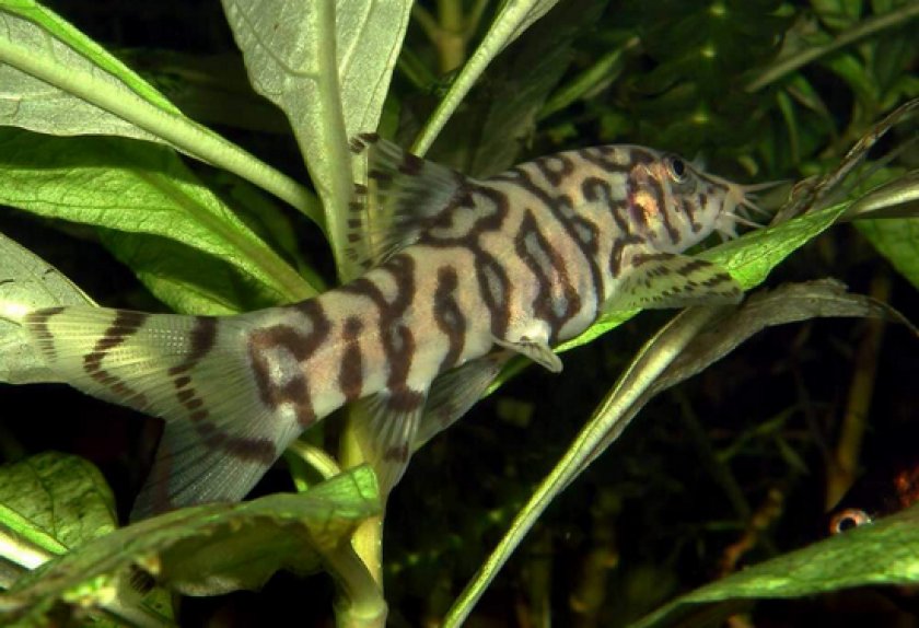 боция мраморная