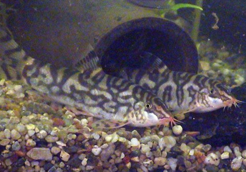 боция мраморная