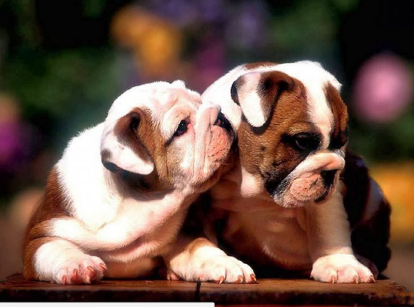 «Цестал» для собак