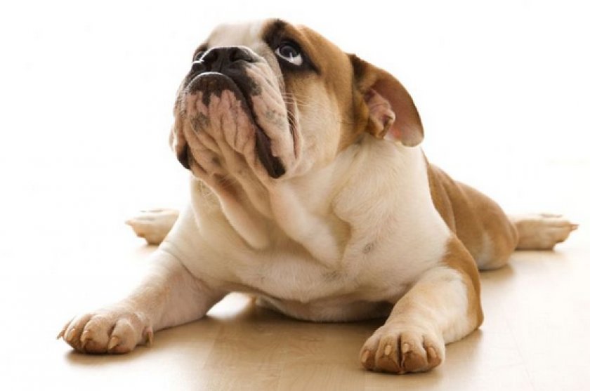 «Цестал» для собак