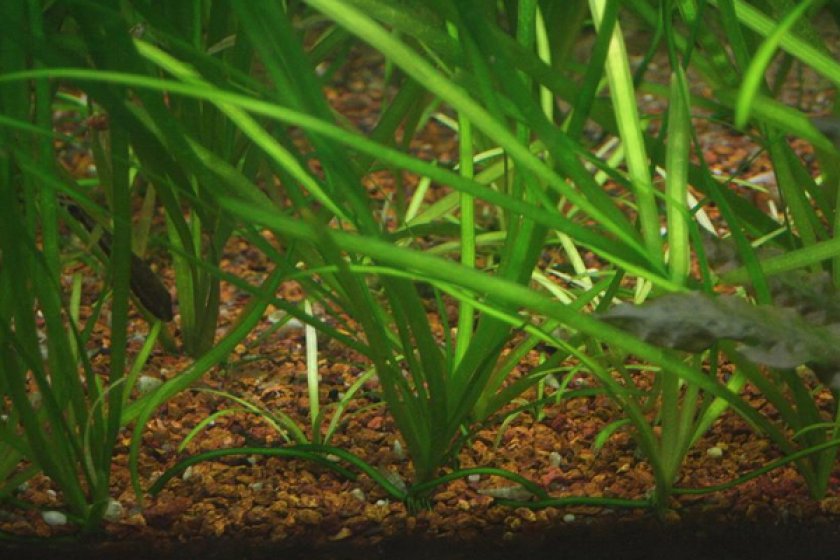 Стрелолист шиловидный