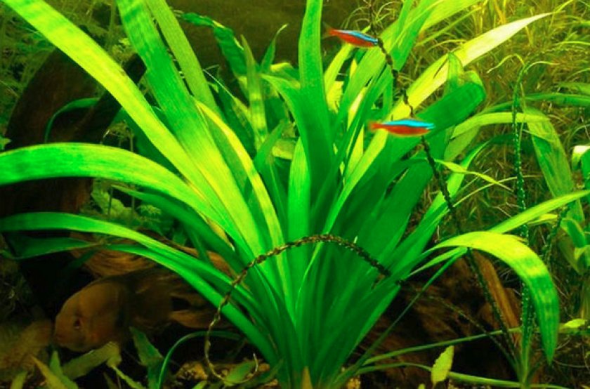 Стрелолист широколистный Стрелолист широколистный