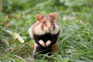 дикий хомяк