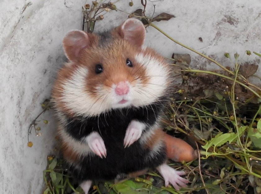 дикий хомяк дикий хомяк