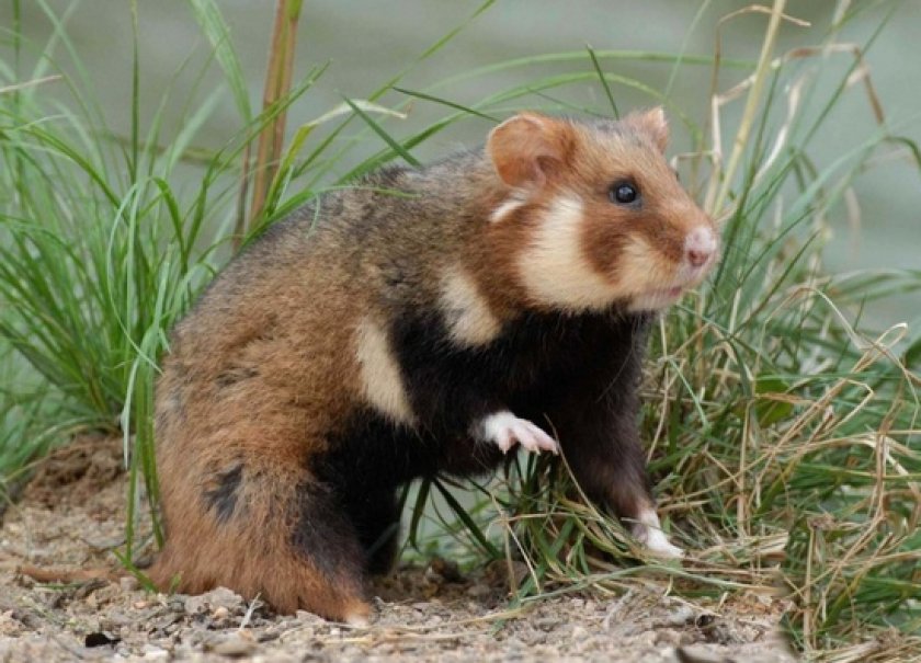 дикий хомяк дикий хомяк