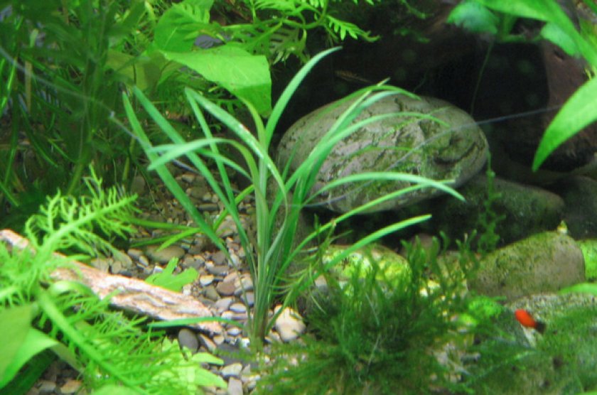 Сагиттария