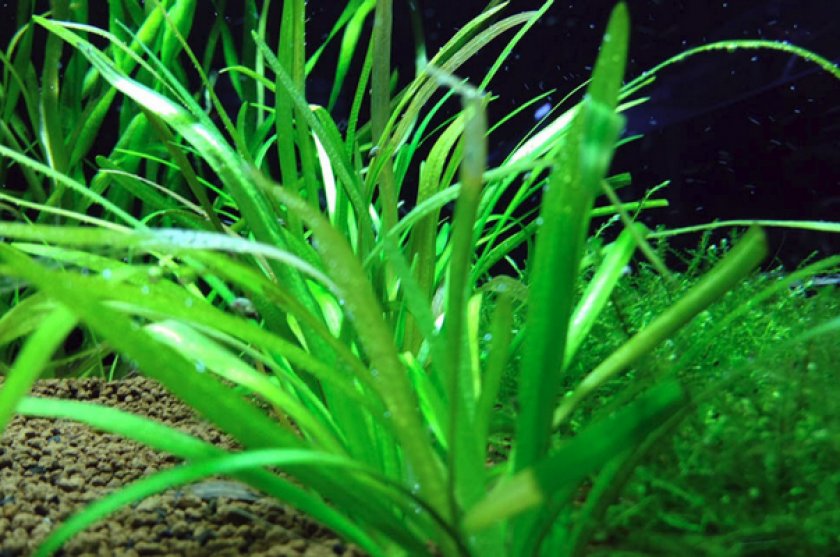 Сагиттария