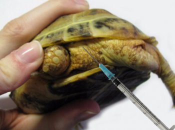 	Как колоть «Элеовит» черепахам