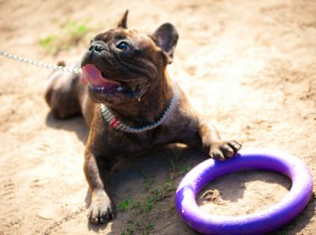 Спортивный снаряд и тренажер пуллер для собак