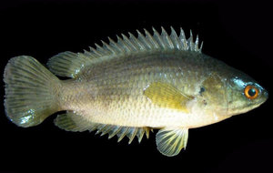 Рыбка анабас