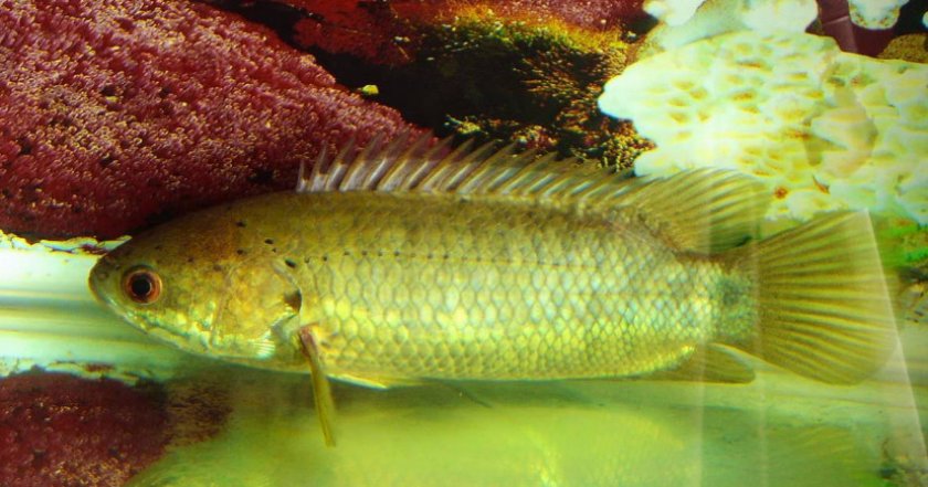 Рыбка анабас