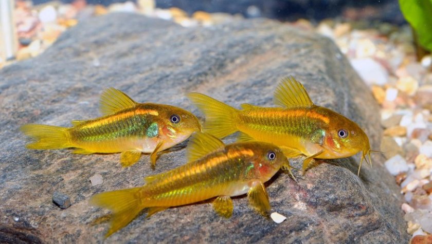 Коридорас золотистый Коридорас золотистый