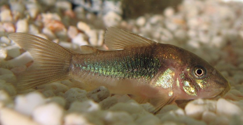 Коридорас золотистый Коридорас золотистый