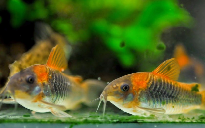 Венесуэльский Венесуэльский