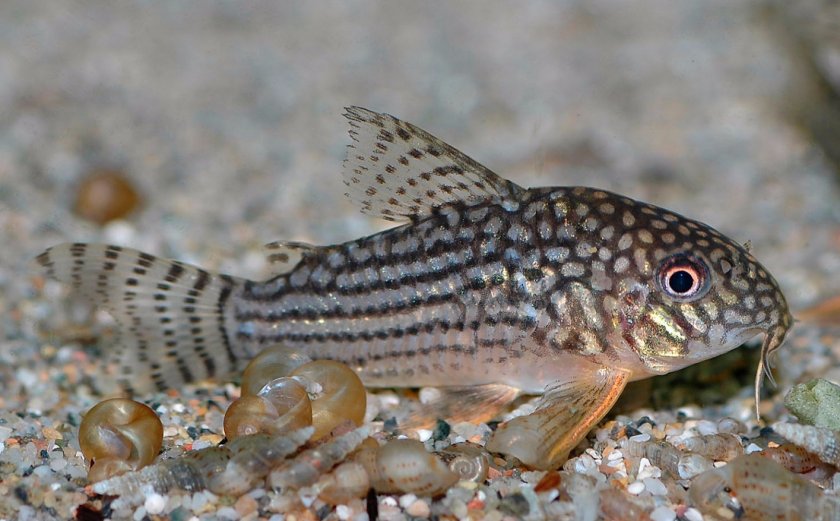 Панцирник Штербы Панцирник Штербы