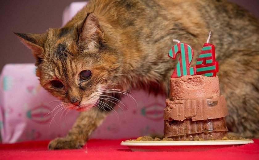 Поппи - старейшая кошка в мире