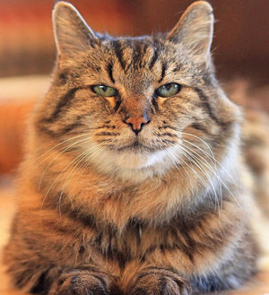 Какие породы кошек долгожители?