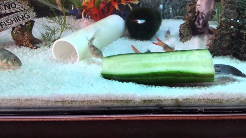 Питание Питание