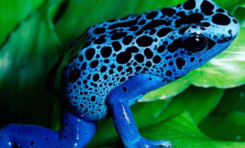 Квакша голубая