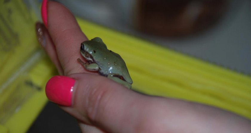 Австралийская квакша