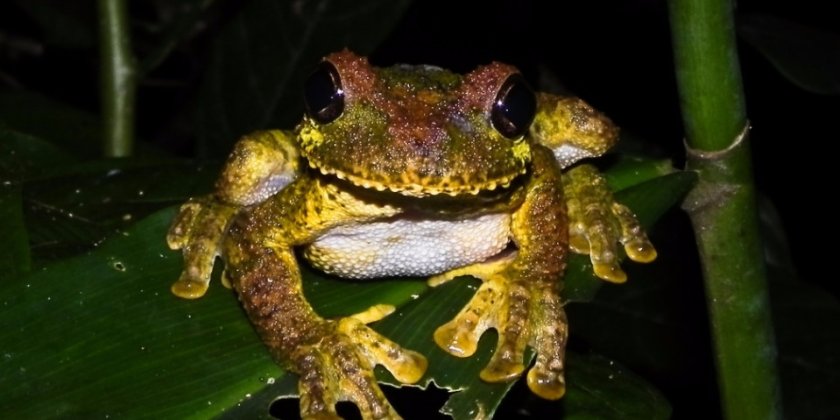 Квакши вест-индские