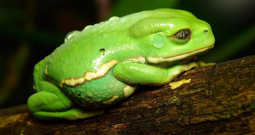 Филломедуза