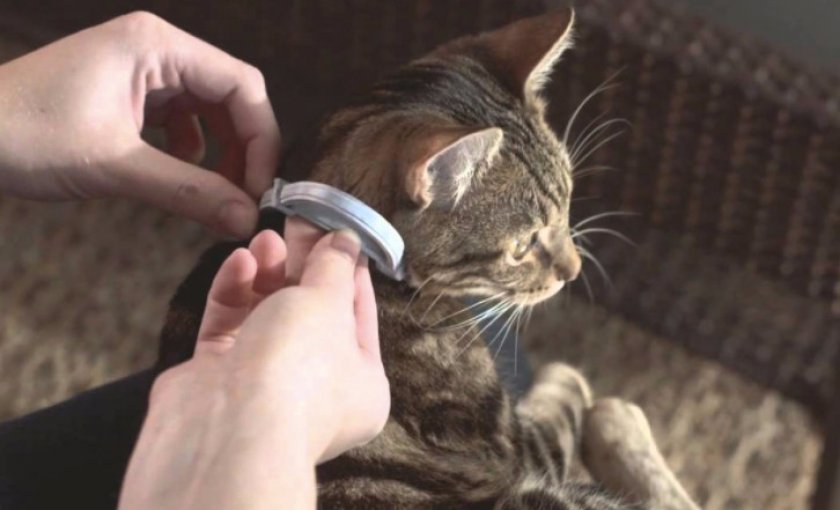 Ошейник от блох