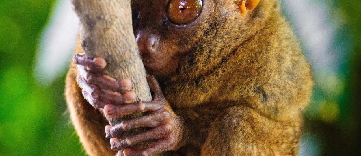 Долгопят филиппинский: описание, фото, размеры, можно ли содержать в ...