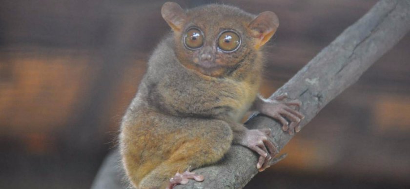 Долгопят филиппинский