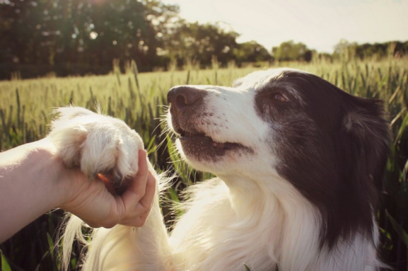 Дрессировка Дрессировка