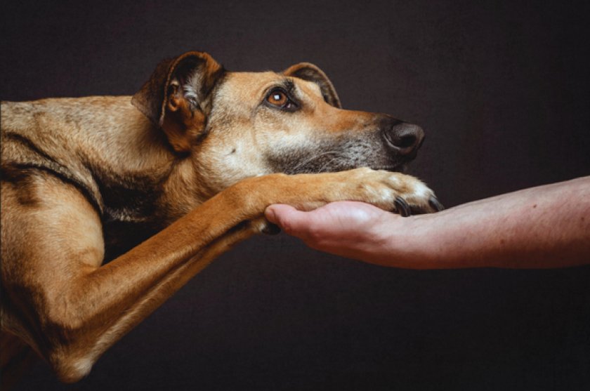 Дрессировка Дрессировка