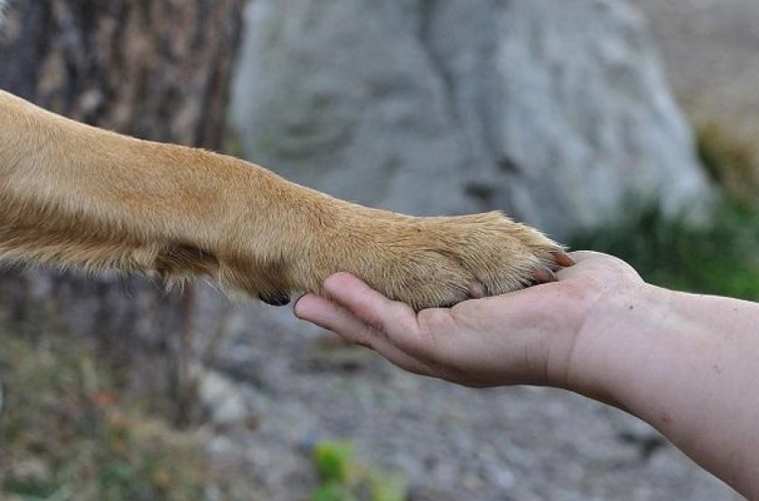 Собака дает лапу Собака дает лапу