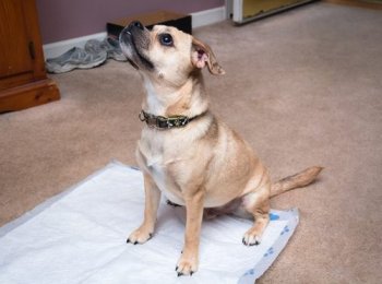 Особенности обустройства туалета для взрослой собаки в квартире или доме